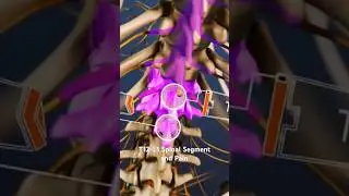 T12-L1 Spinal Segment and Pain