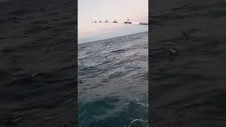 whales and birds came to join us at daybreak for breakfast and stayed