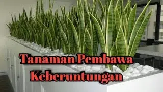 5 Tanaman Pembawa Keberuntungan, Bikin Penghuni Rumah Jadi Kaya
