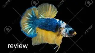 plakat Betta fish review||JOSEPH||FRANCIS||RADON