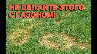 7 табу в уходе за газоном, которые угробят его, и как этого не допустить