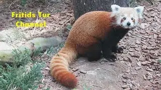 Cute Animals  RED Panda (Ailurus Fulgens) in Captivity
