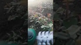 Саженцы роз