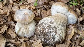 2023 | The Porcini Mushroom Spies!
