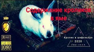 Содержание кроликов в яме // Доработка ямы для содержания кроликов