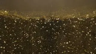 Lettuce Sprout Timelapse