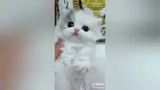 Cats Doing Cute Cat things compilation 1