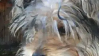 The Cutest dog Ever