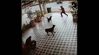 when you fight with dogs #funnyvideo #funnyshorts #dog #kungfu #fighting #harvest #