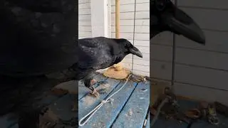 #raven #воронгоша #commonraven #birds