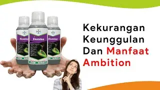 Asam Amino Ambition, Si Pemulih Tanaman dari Serangan Penyakit, Tanaman Sehat Buah Lebat