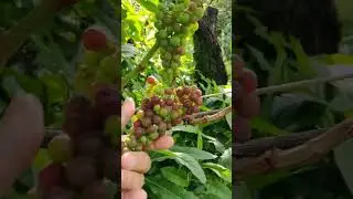 Виноград на северо-востоке Подмосковья 26 августа