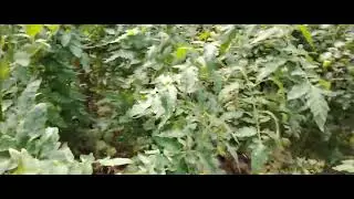 Томат, перец, огурцы на 2.08.2024.