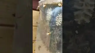 Моё бутылочное пчеловодство ( жбан адвоката Егорова) 