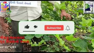 ભાવનગરમાં ધનલક્ષ્મી એડવાન્સ કપાસ 65 દિવસે (3 ઓગસ્ટ 2023)