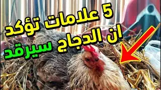 5 علامات تؤكد ان الدجاج هيرقد على البيض ازاي تعرف ان الفرخة خلاص قربت ترقد علامات المهمة لازم تعرفها