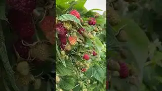 🔥Малина САЖЕНЦЫ ПОЧТОЙ