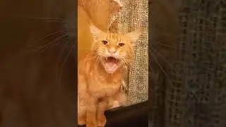 Рыжий кот зовёт Наташу. Наташа! Где ты?!  