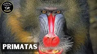 Primatas – Espécies Surpreendentes E Sua Diversidade