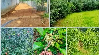 Village life... 🏡 sweet 🏡... Nimasahi, Jashipur, Mayurbhanj.
