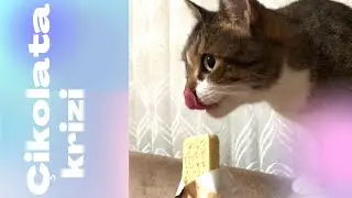 KEDİMİN ÇİKOLATA AŞKI / 2 KEDİNİN ÇİKOLATA YEME KAVGASI