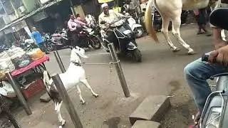 Funny Horse vs goat