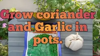How to grow coriander and Garlic in pots?@Mysimplegarden1