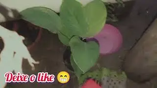 #amoplantas
