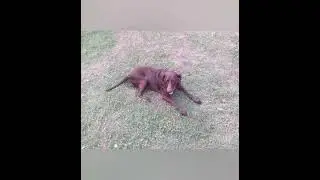 У попа была собака...