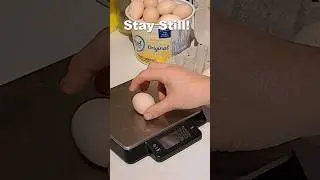 Silkie Bantam Chicken Egg | How Big Are They #shorts #silkiechicken #chicken #egg #bantam