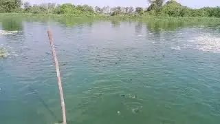 # fungus fish farm🐟