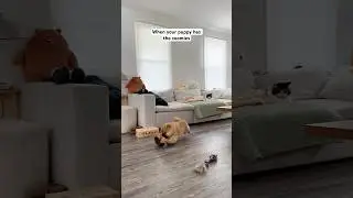 A loaf of bread running 💨