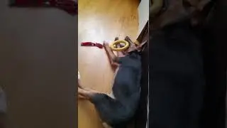 братва и кольцо