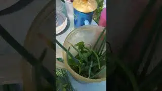 Полезная зелень, сорняк, Сныть. Растет везде.