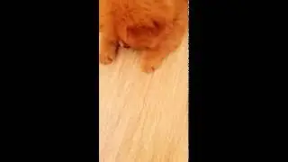 Щенок Чау-чау Кира :" Сдаюсь,Сдаюсь!"