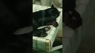 Спящая черная грация!