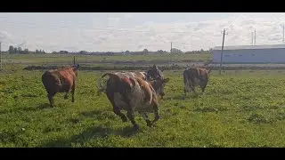 Коровы гуляют сами ))Терпение и труд все перетрут)