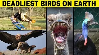 Deadliest Birds On Earth 🦃