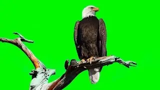 BALD EAGLE ON GREEN SCREEN ( REAL SHOOTING )
