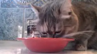 Speedy's Dinner & Guest