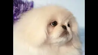 Пекинес Лёвушка