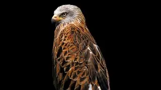 -Nemesis- "Birds of Prey" (Official Video)