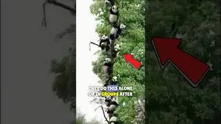 🐼PANDAS Survive Extreme FALLS! 