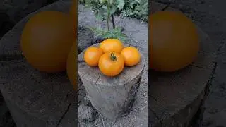 Томат гном Девушка из Локстона🍅🍅🍅 