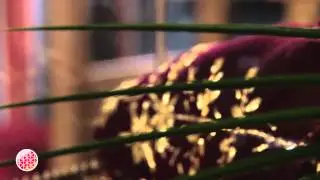 Башмачок Спиридона Тримифунтского