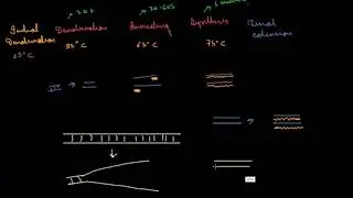 Polymerase Chain reaction (PCR) Extra steps