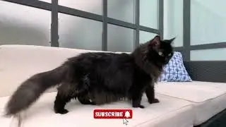 New Funny Animals 😂 Funniest Cats and Dogs Videos 😺🐶