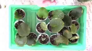Размножение фиалки черенками.(часть 2)