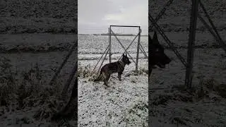 ОВЧАРКА