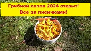 Грибной сезон 2024 открыт! Все в лес за лисичками. Sēņu sezona Vidzemē atklāta. Gailenes pilns mežs.